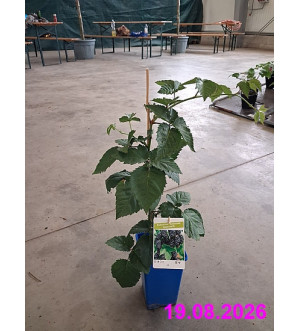 Rubus frut. 'Čačanská beztrnná'® RP 1,6 L